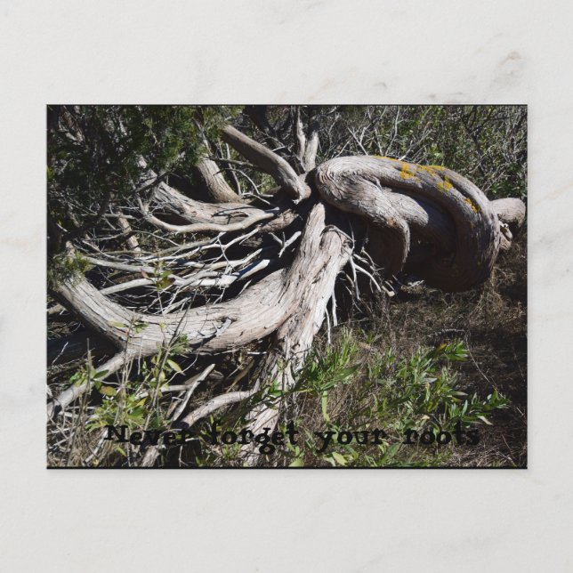 Root Vykort (Framsida)