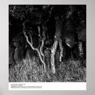 Roots Near Barn, september 1965 av Ansel Adams Poster