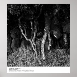 Roots Near Barn, september 1965 av Ansel Adams Poster
