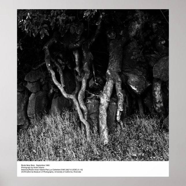 Roots Near Barn, september 1965 av Ansel Adams Poster (Framsidan)