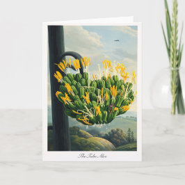 Rör-aloe — Modern botanisk tolkning Kort