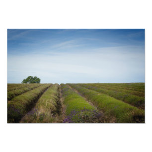 Ror av lavendel efter skördfototrycket fototryck