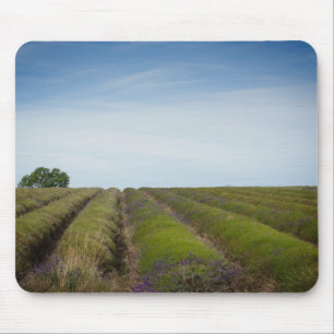 Ror av lavendel efter skördmousepad musmatta