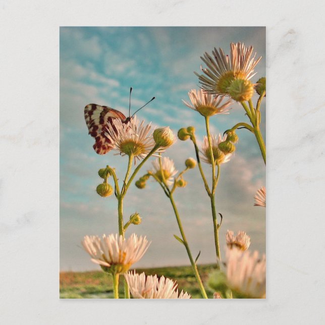 Rör av magisk damm från Oz Vykort (Framsida)