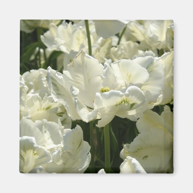 Rör de vita magnet (Framsidan)