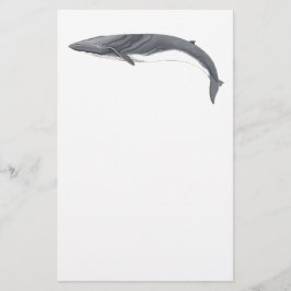 Rorcual comun brevpapper