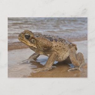 Rörpadda Rhinella marina, tidigare Bufo Vykort