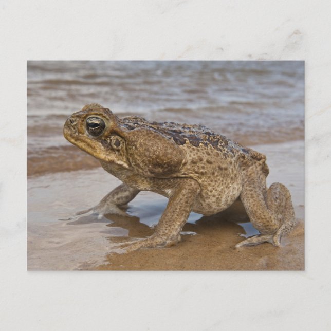Rörpadda Rhinella marina, tidigare Bufo Vykort (Framsida)
