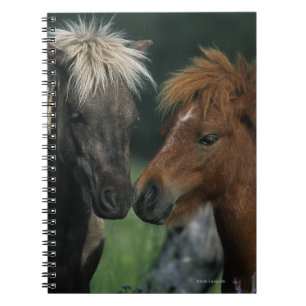 Rörs miniatyrhästar anteckningsbok med spiral
