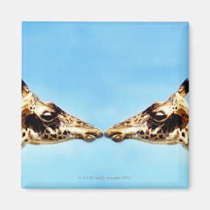 Rörs näsor för giraff magnet