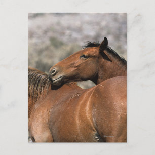 Rörs vildMustanghästar Vykort
