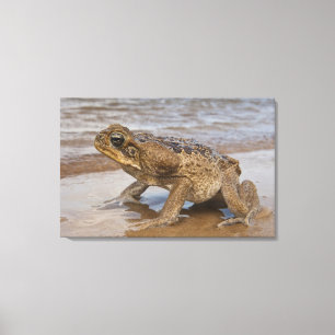 Rörtoad Rhinella marina, tidigare Bufo Canvastryck