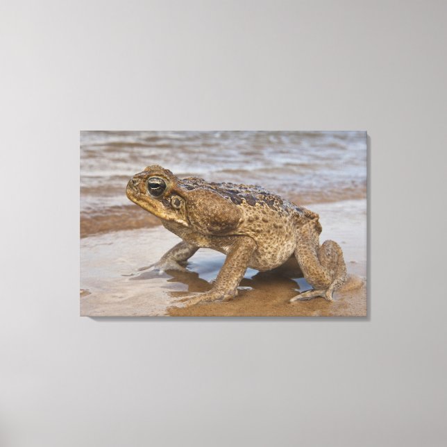 Rörtoad Rhinella marina, tidigare Bufo Canvastryck (Framsida)