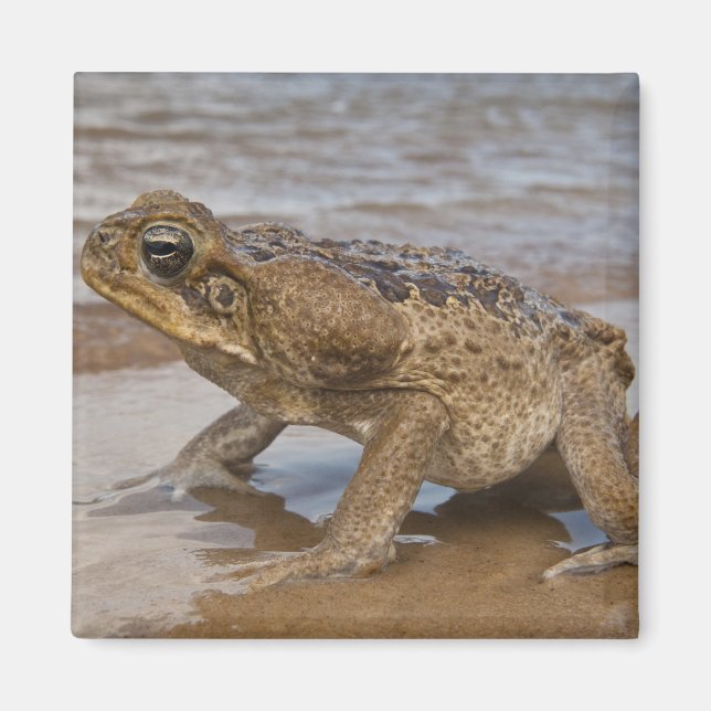 Rörtoad Rhinella marina, tidigare Bufo Magnet (Framsidan)