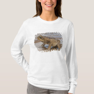 Rörtoad Rhinella marina, tidigare Bufo Tee
