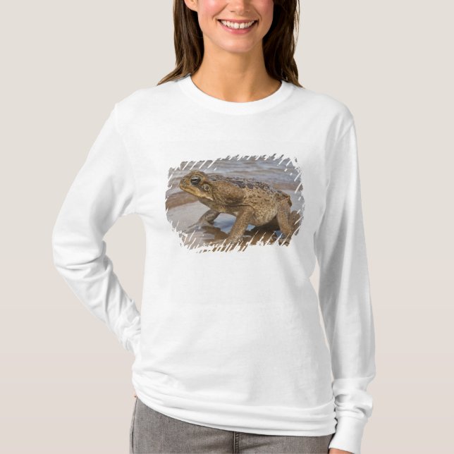 Rörtoad Rhinella marina, tidigare Bufo Tee (Framsida)