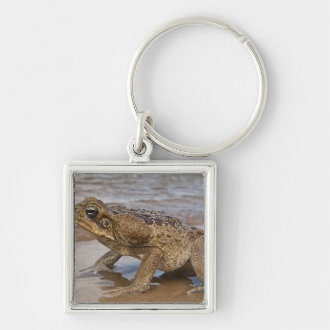 Rörträdskaninpadda Rhinella marina, tidigare Bufo Fyrkantig Silverfärgad Nyckelring (Framsidan)