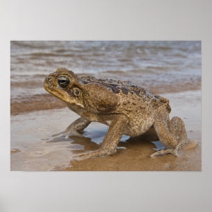 Rörträdskaninpadda Rhinella marina, tidigare Bufo Poster
