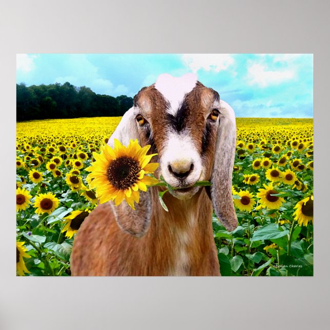 "Rory" Poster (Framsidan)