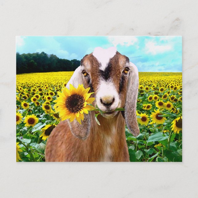 "Rory" vykort (Framsida)