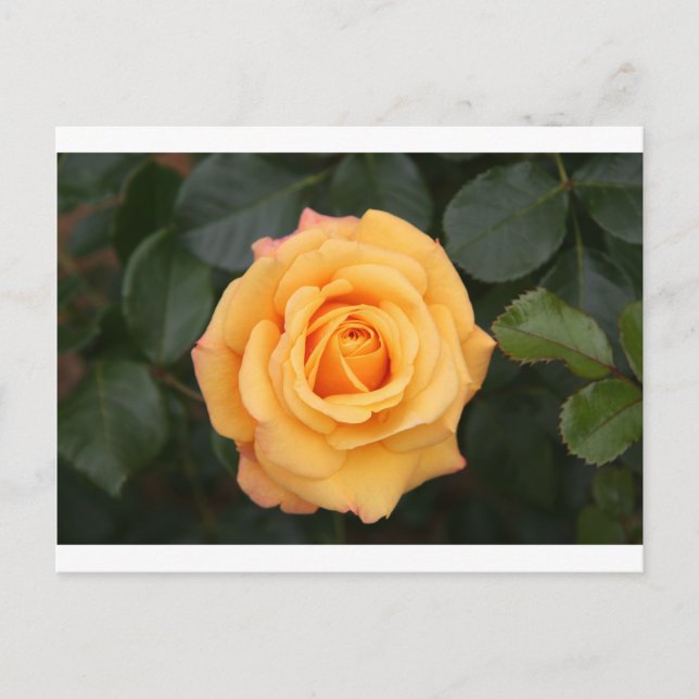 ros blommor blomma kärlek fru kära par vykort (Framsida)