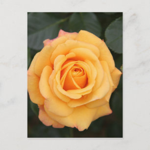 ros blommor blomma kärlek fru kära par vykort