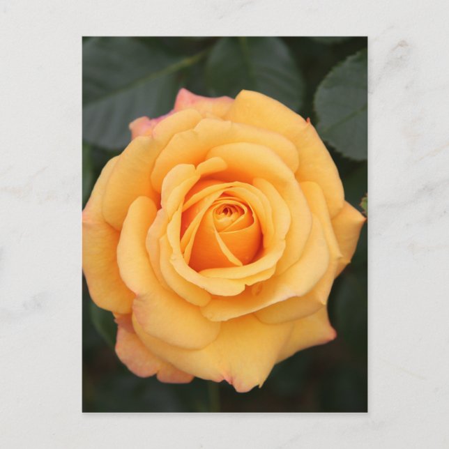 ros blommor blomma kärlek fru kära par vykort (Framsida)