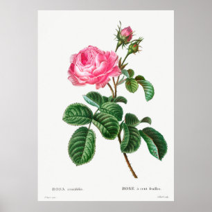 Ros Botanisk Poster