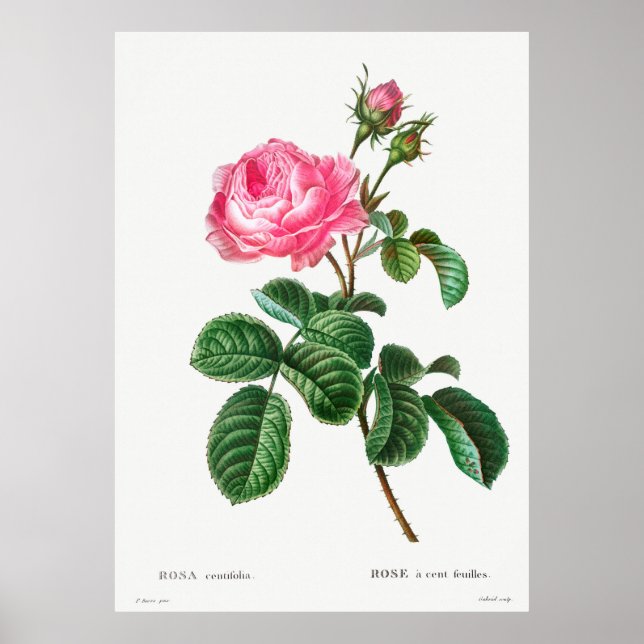 Ros Botanisk Poster (Framsidan)