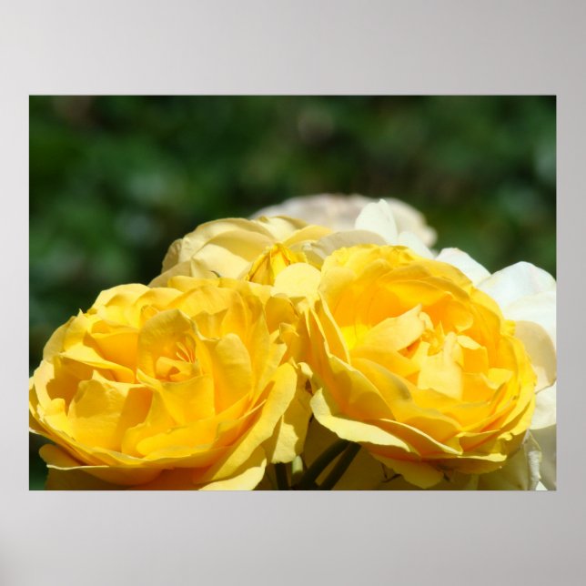 Ros konsttryck Gul ros blommor Blommigt tryck (Framsidan)