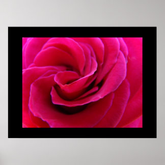 Ros konsttryck Sommarblomma Ros Spiral konstverk Poster