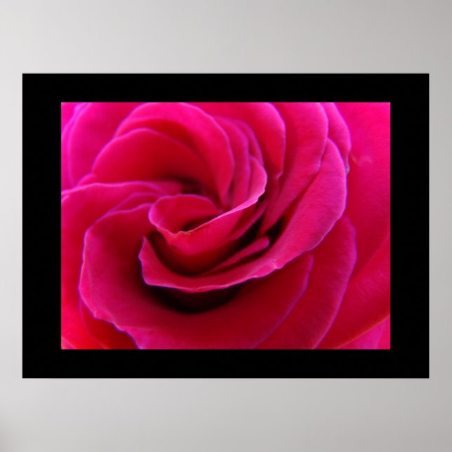 Ros konsttryck Sommarblomma Ros Spiral konstverk Poster (Framsidan)