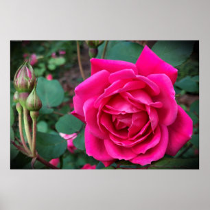 Ros, Poster