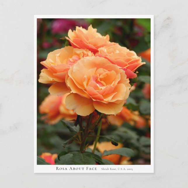 Rosa About Face Vykort (Framsida)