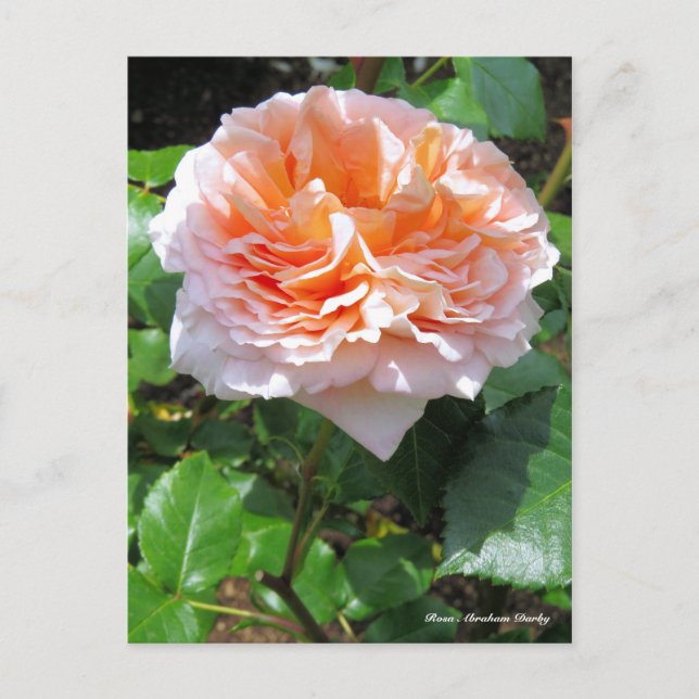Rosa Abraham Darby ［ Postcard ］ Vykort (Framsida)