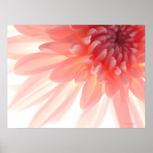 Rosa Abstrakten Flower Petals Poster