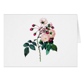 Rosa Adelaide D'Orleans Ro av Pierre Redoute Hälsningskort
