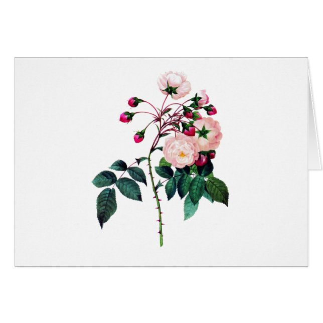 Rosa Adelaide D'Orleans Ro av Pierre Redoute Hälsningskort (Framsidan Horizontal)
