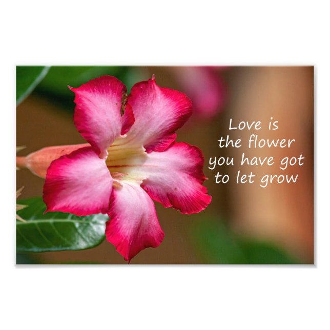 Rosa Adenium Obesum-blomma alias Desert Ro Fototryck (Framsidan)