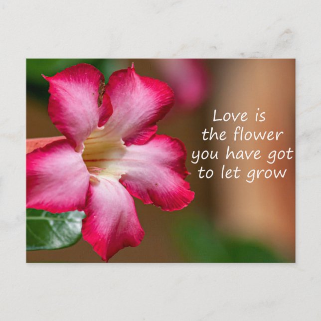 Rosa Adenium Obesum-blomma alias Desert Ro Vykort (Framsida)