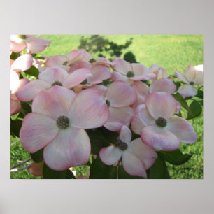 Rosa affisch för blommarDogwood