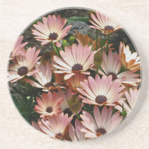 Rosa African Daisy Blommigt Underlägg Sandsten