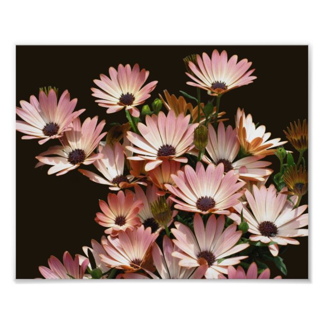 Rosa African Daisy Flowers 8x10 Fototryck (Framsidan)