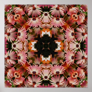 Rosa African Daisy Flowers Abstrakt Poster