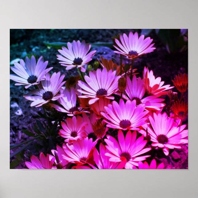 Rosa African Daisy Flowers Abstrakt Poster (Framsidan)