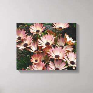 Rosa African Daisy Flowers Canvastryck