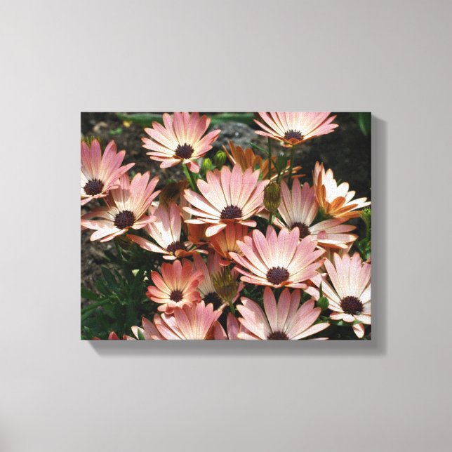 Rosa African Daisy Flowers Canvastryck (Framsida)