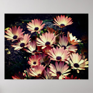 Rosa African Daisy Flowers Poster