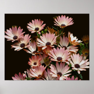 Rosa African Daisy Flowers Poster
