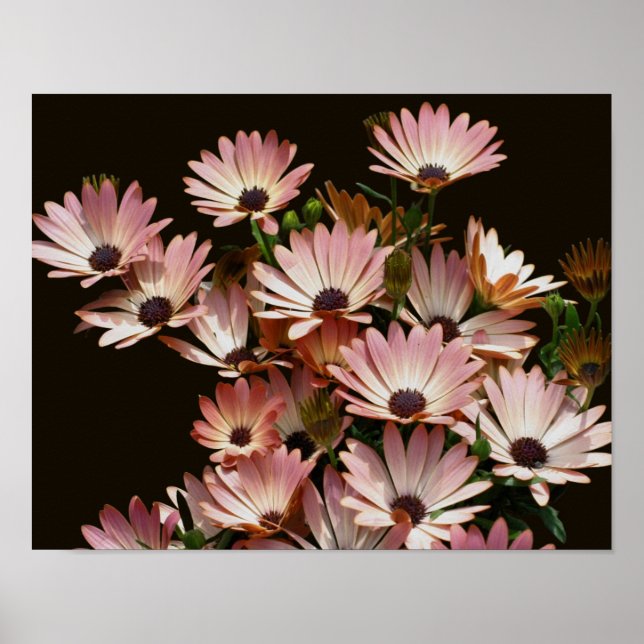 Rosa African Daisy Flowers Poster (Framsidan)